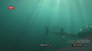 A pair of Great white sharks gently swimming and turning underwater in ocean passing by.