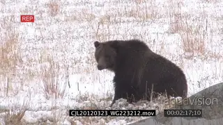 Grizzly Bear sitting on snowy prairie looking around MLS