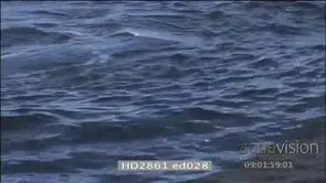 Sardine Run Cape Gannets diving into water resurfacing from underwater HAND HELD
