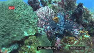 Devil Firefish swimming towards camera underwater in ocean MLS MCU HAND