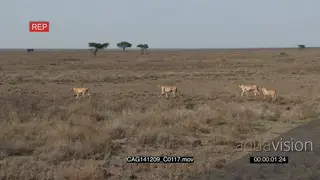 Cheetah coalition walking on bushveld WS PAN HAND