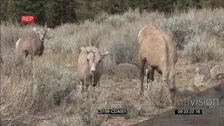 A herd of Bighorn sheep walking, standing and grazing GENERAL BEHAVIOUR