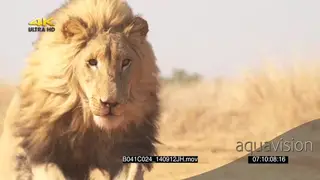 African Male lion running towards camera SLOWMO