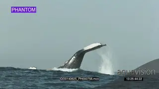 Humpback whale Lobtailing. The slapping of his tail on the water, causing a loud sound.