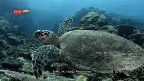 CU of a Hawksbill Turtle, Eretmochelys imbricata, swimming over the reef