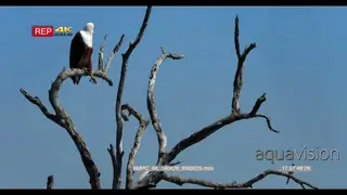 African Fish Eagle sitting on a dead tree looking out for prey