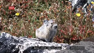 Pika eating standing on a rock in prairie and moving. LS.