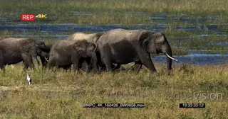 African Elephant Herd walking across the flooded grassland