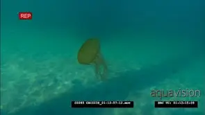 Pacific sea nettle jellyfish swimming GOOD LIGHT