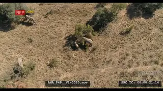 Aerial Drone African elephants and calve feeding off bushes