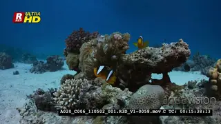 A Close Up of the Two banded Anemonefish, Amphiprion bicintus in its anemone on the coral.