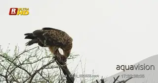 Tawny Eagle perched on a tree branch, looking around and feeding on a carcass. MWS.