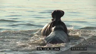2 Hippos in a river fighting