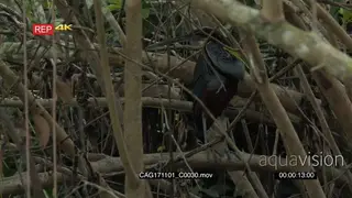 Rarely seen Agami Heron (Agamia agami) perched between twigs