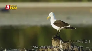 Kelp gull standing on a rock, looking around and flying off.