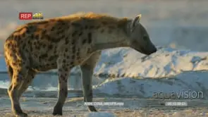 Spotted hyena drinks from a waterhole and walk away