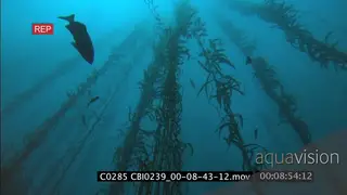 Scenic Kelp forest Fishes swimming around past frame through kelp UNDERWATER