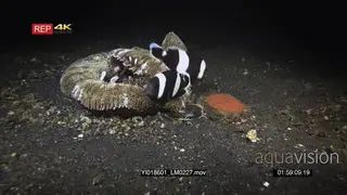 Wide shot of the eggs of Clark's Anemonefish.