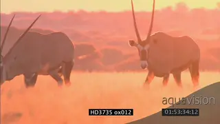 Gemsboks walk, look around in grassland at sunrise (Golden morning light) WS