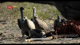 A Flock White-backed Vultures standing next to the kudu kill and flies off after being.