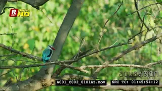 Woodland kingfisher sitting on a tree branch during daytime.