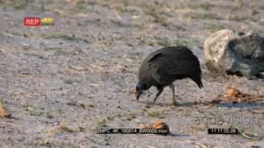 Guinea fowl pecking food off the ground around elephants dung