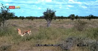 Two male springbok fighting head butting