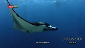 Reef manta ray swims towards and past camera