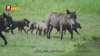 Warthog family walking, running around and checking territory.