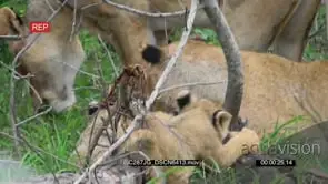 A Pride of African Lions with Cubs feeding on the Antelope Kill.