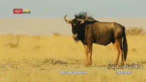 Lone blue wildebeest in the grassland looking at the camera