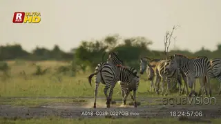 Herd of Plain Zebras walking, play fighting.