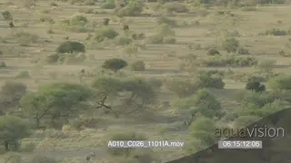 Aerial Mashatu bushveld Blue Wildebeest herd running across