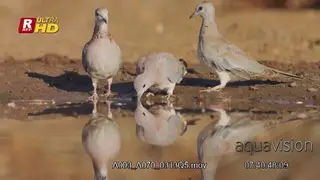 Flock of Laughing Doves walking, looking around and feeding on aquatic insects.