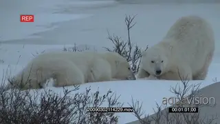 Pair of polar bears walking from different directions towards each other laying down.