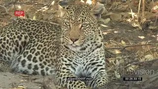 Portrait of a Leopard lying on ground and looking around MS