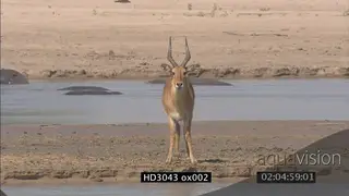 Puku standing moving on island in Luangwa river and Hippo pod resting in river WS PAN ZI.