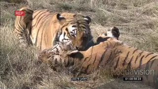 Dominant male Tiger suffocate and kill rival