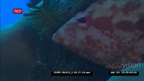 Flagtail Grouper in coral, cardinal fish swimming all around CU; ZO; WS