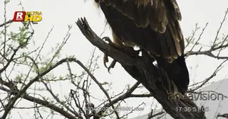 Tawny Eagle -TU shot perched on a tree with its black talons used to catch preys while.