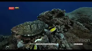 Hawksbill turtle eating while four moorish idol fish hang about picking up the scraps