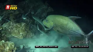 The sand that settle after the hunting from whitetip reef sharks at night with giant.