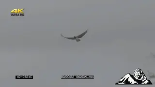 Martial eagle flying.