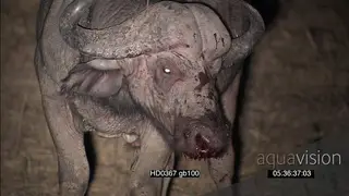 Bloody Injured Cape buffalo defensively scouting around cautiously for danger as African.