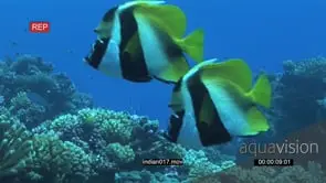 Masked Bannerfish floating on coral reef underwater in ocean MLS HAND