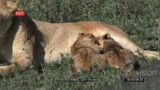 African Lioness laying down on bushveld next to a dead Blue Wildebeest and cubs suckling.