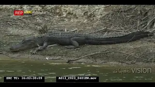 alligator on bank at rookery