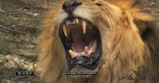 Male African Lion snarl aggressively CU
