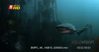 Close tracking shot of a Broadnose sevengill shark.
