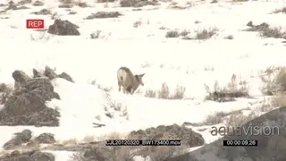 Elk Antelope standing and Gray Wolf laying down on prairie during snow fall both looking.